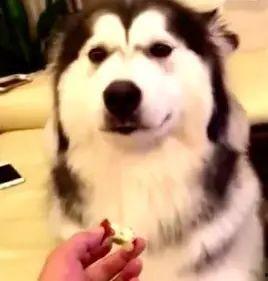 狗子吃瓜被抓现场视频,萌态百出引网友热议