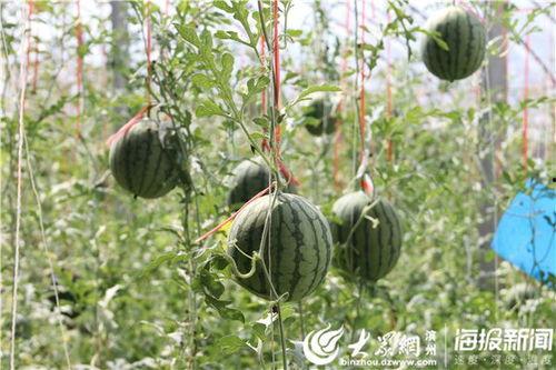 新沂王庄吃瓜事件视频曝光,视频曝光引发社会热议