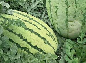 群众吃玫瑰瓜的视频