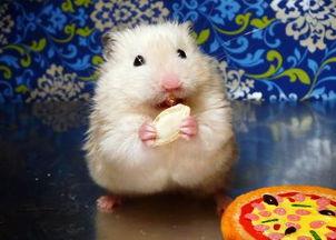 仓鼠可以吃棉瓜吗视频,仓鼠的新鲜美食探索