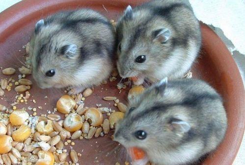 仓鼠可以吃棉瓜吗视频,仓鼠的新鲜美食探索