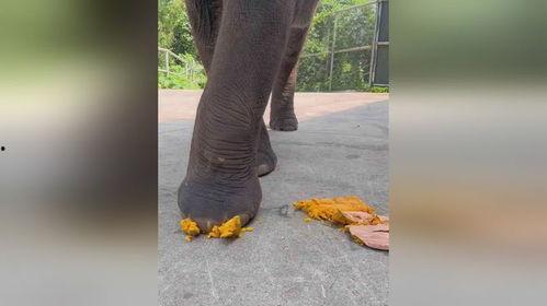 沉浸式吃瓜的视频,跟随镜头一探吃瓜界的欢乐现场