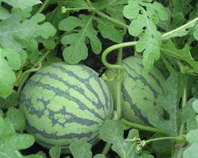 华妃吃酸瓜怀孕了吗视频,揭秘怀孕喜讯幕后故事