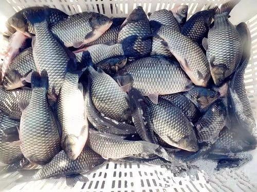 阿荣吃鲫瓜视频在线播放,一场味蕾与自然的邂逅