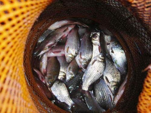 阿荣吃鲫瓜视频在线播放,一场味蕾与自然的邂逅