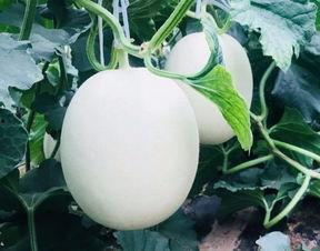 空气清新吃瓜视频,一起享受吃瓜时光