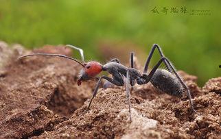 瓜哥吃瓜昆虫视频,昆虫世界里的“吃瓜”奇观