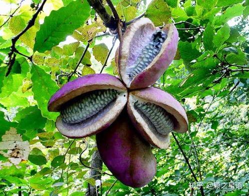 厦门吃八月瓜视频,视频带你领略独特风味