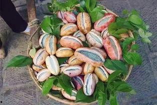 厦门吃八月瓜视频,视频带你领略独特风味