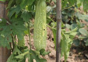 嫩瓜宝宝吃有营养吗视频,宝宝辅食新选择