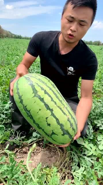 反瓜真的能砍着吃吗视频,一场关于瓜类食用新奇的探索之旅