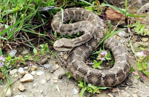 蛇信子吃瓜视频