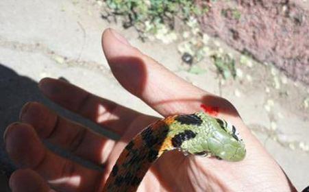 蛇信子吃瓜视频