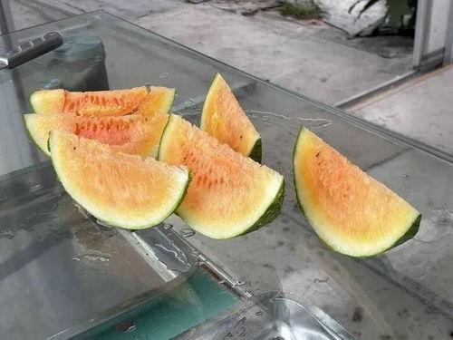 农村吃瓜最新视频,揭秘田间地头欢乐时光