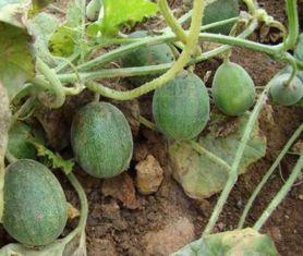 农村吃瓜最新视频,揭秘田间地头欢乐时光