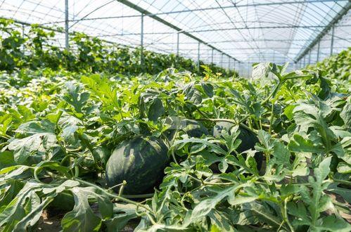 农村吃瓜最新视频,揭秘田间地头欢乐时光