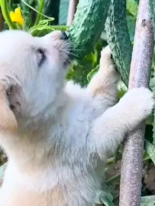 狗狗吃瓜搞笑视频,萌态可掬引网友爆笑