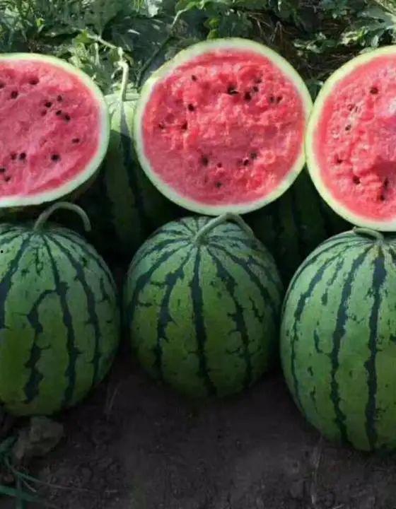 石家庄新乐吃瓜事件视频,一场网络热议的瓜田奇谈