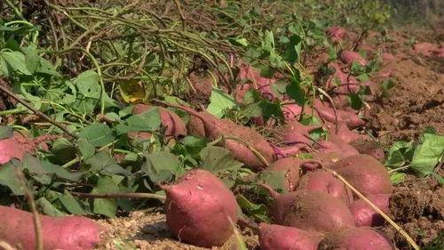 红衣哥吃苕瓜视频大全,趣味视频大盘点