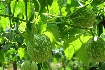 青吊瓜怎么吃最好吃视频,视频教你如何吃出最佳口感