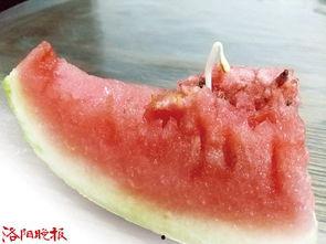 瓜的籽发芽了可以吃吗视频,揭秘发芽瓜籽的秘密