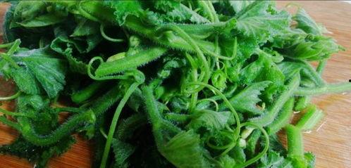 瓜叶子怎么吃最好呢视频,视频教你如何美味享用