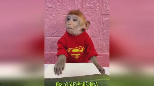 吃瓜猴哥开车视频,趣味横生一幕再现