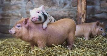 小猪吃羊角瓜视频播放下载