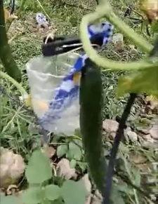 康县女子吃瓜视频曝光,揭秘背后真相