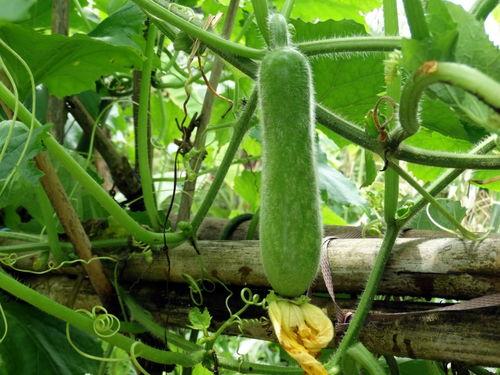 楼顶吃瓜视频大全