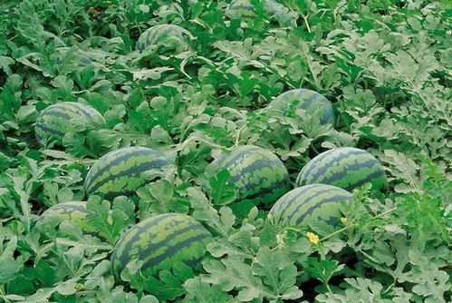 楼顶吃瓜视频大全