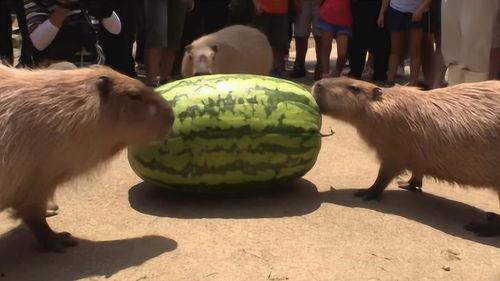 吃瓜的视频全过程,全程揭秘幕后真相