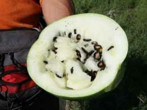 天水吃瓜事件视频最新,一场网络狂欢背后的真相与反思