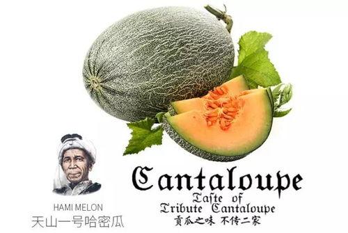 漫吃 蜜瓜视频,甜蜜滋味，视觉盛宴