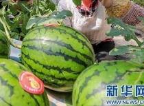 盐城吃瓜事件最新消息视频,最新视频揭露惊人内幕