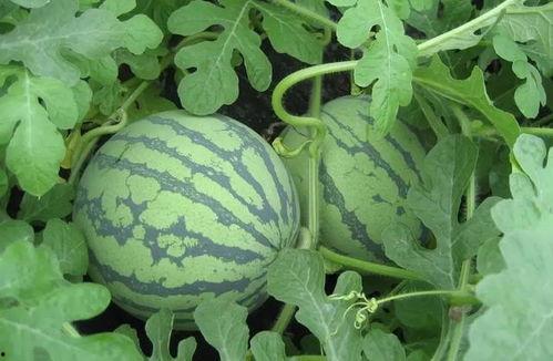 盐城吃瓜事件最新消息视频,最新视频揭露惊人内幕