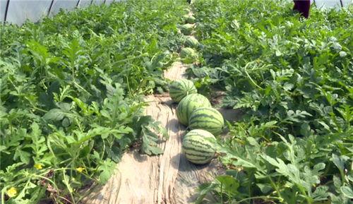 盐城吃瓜事件最新消息视频,最新视频揭露惊人内幕