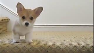 动物吃瓜配音视频大全集,欢乐逗趣瞬间回顾