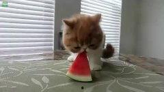 动物吃瓜配音视频大全集,欢乐逗趣瞬间回顾