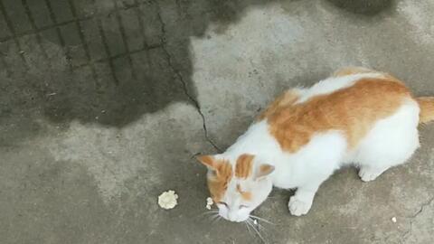 猫喜欢吃玉瓜怎么办视频