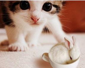 猫喜欢吃玉瓜怎么办视频