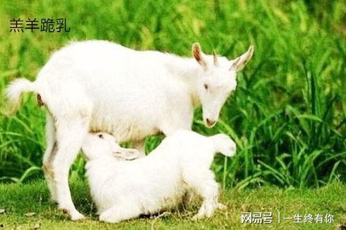 网红小羊吃瓜视频大全播放,趣味横生的网络盛宴