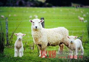 网红小羊吃瓜视频大全播放,趣味横生的网络盛宴