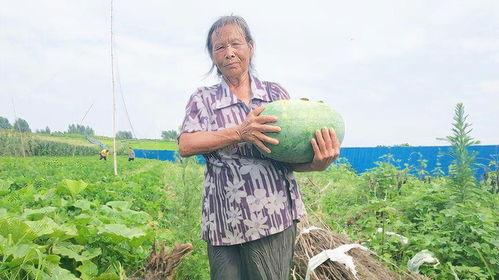 老太太吃瓜篓子视频,老太太的悠闲生活剪影