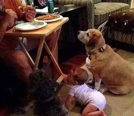 瓜哥吃瓜奇葩狗狗视频在线观看,揭秘狗狗界的搞笑瞬间