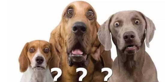 瓜哥吃瓜奇葩狗狗视频在线观看,揭秘狗狗界的搞笑瞬间