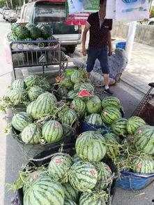 青海吃瓜事件视频最新,一场网络狂欢背后的真相与反思