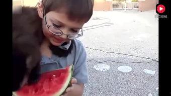 吃瓜讲故事长视频,长视频中的趣味故事盛宴