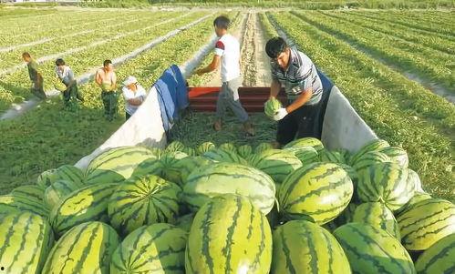 推特上中国吃瓜视频,揭秘网络热点的幕后故事