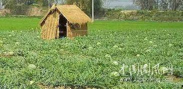 摆摊吃瓜视频,摆摊吃瓜，揭秘市井百态